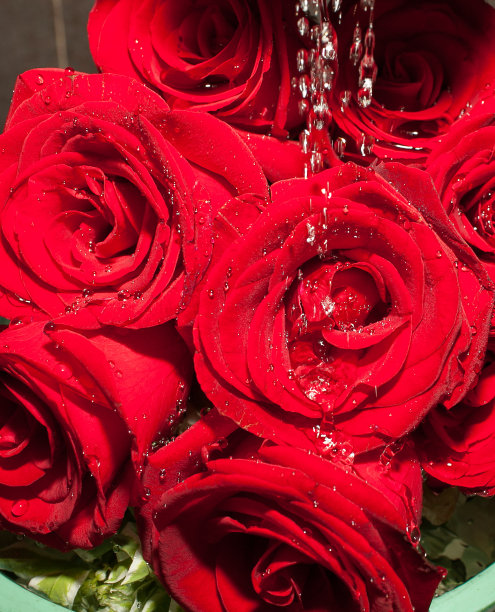 红玫瑰图片下载