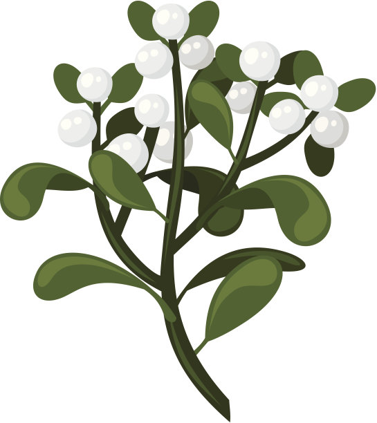 槲寄生树枝。矢量插图。图片下载