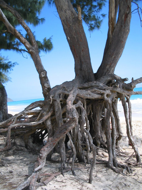 多根的生长图片下载