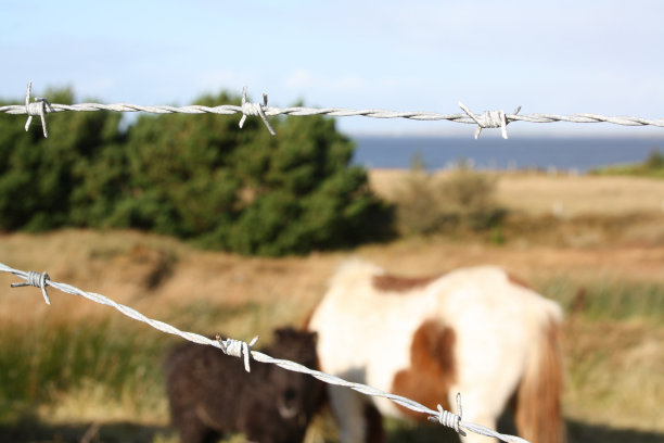 动物监禁图片下载