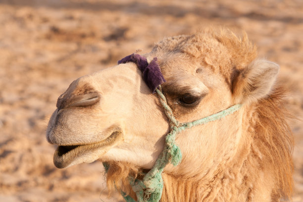 骆驼的头。图片下载