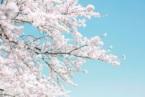 浪漫樱花图片素材ID：161558608