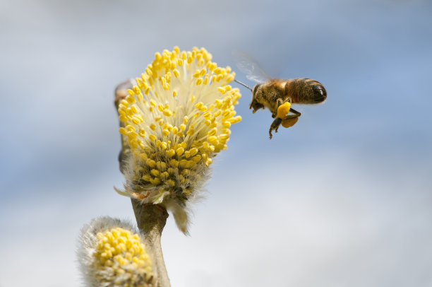 飞蜂采花粉图片下载