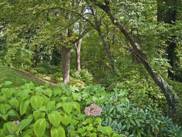 夏天的森林图片下载
