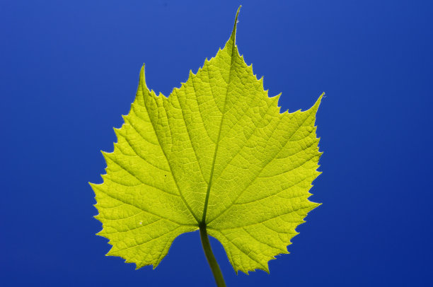 蓝天上的藤蔓图片下载