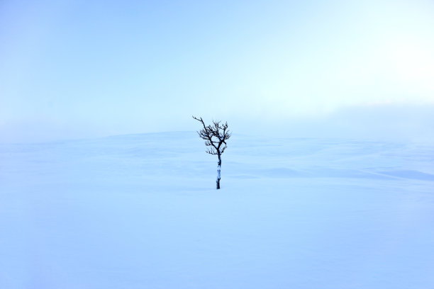 孤独的树图片下载