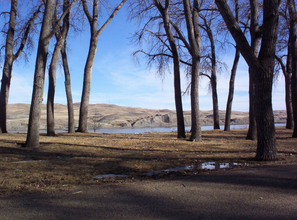 春天的树图片下载