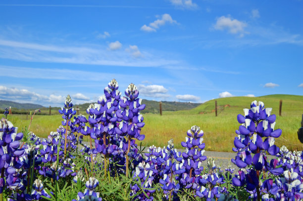 森林的wildflwers图片下载