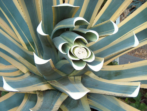 横截面仙人掌图片下载