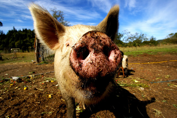 猪的鼻子靠近图片下载