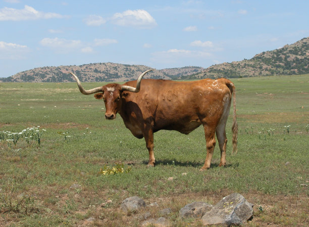 长角牛图片下载