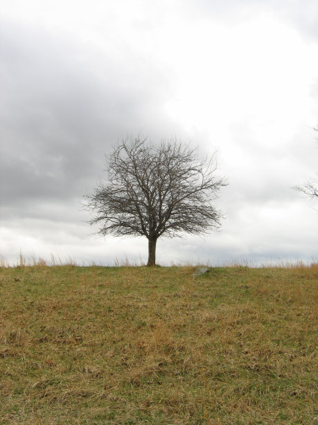 山上的一棵树图片下载