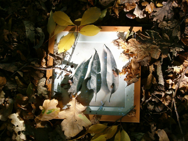 秋天的感觉图片下载