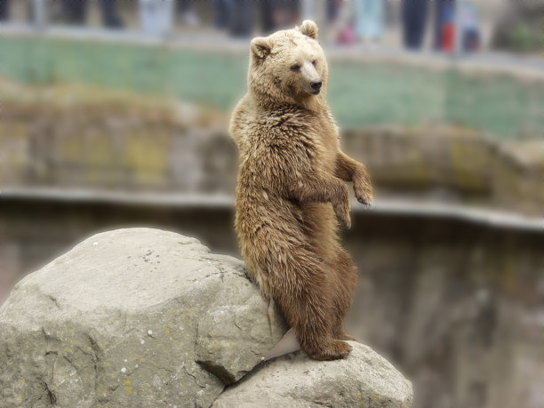 泰迪熊图片下载