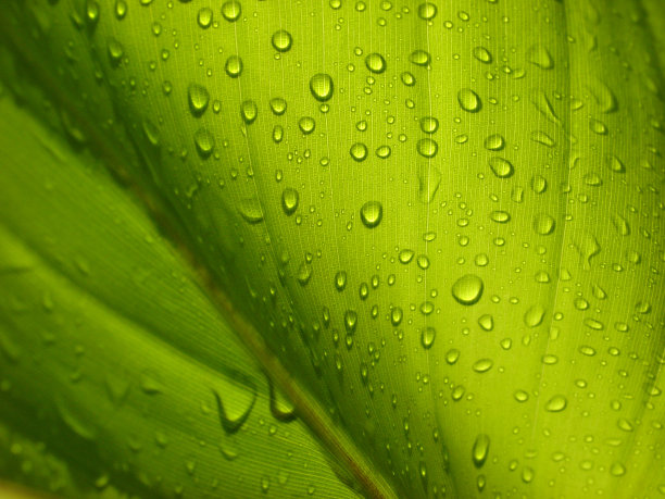 洒在阳光下的香蕉叶上图片下载