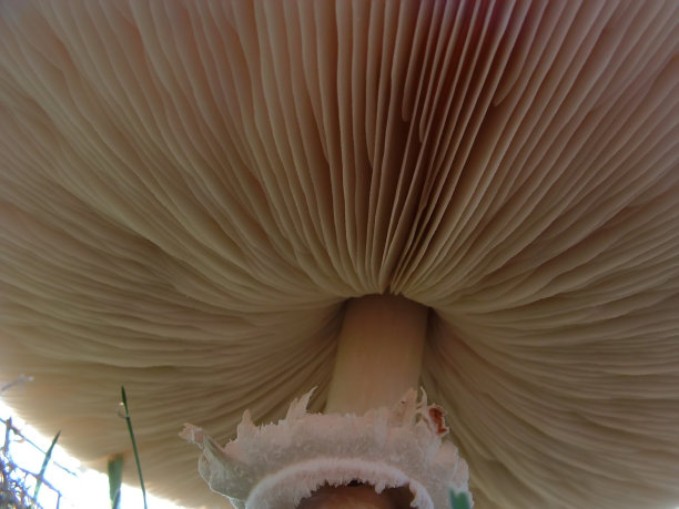 越来越多的蘑菇图片下载