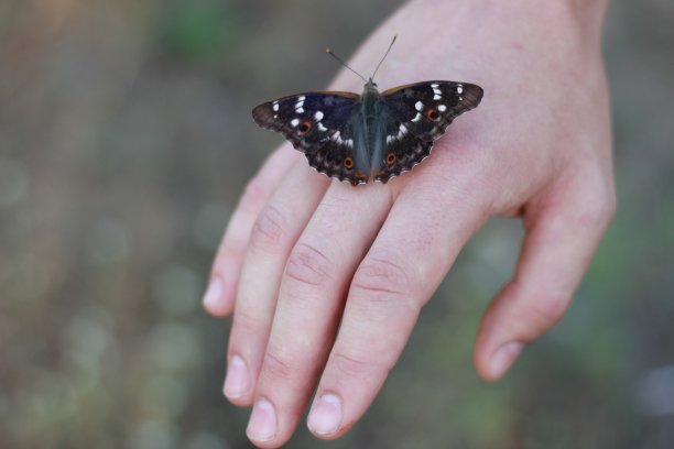 蝴蝶在一个男人的手上图片下载