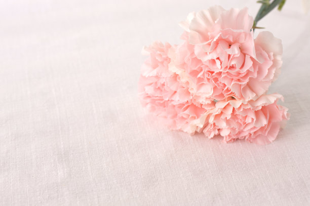 康乃馨图片下载