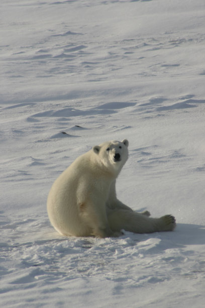 北极熊图片下载