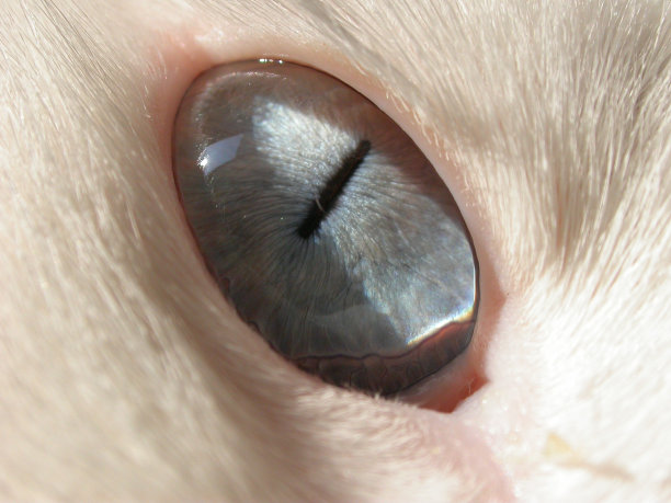 猫的眼睛图片下载