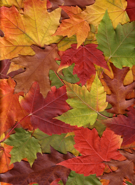 巧妙的秋叶图片下载