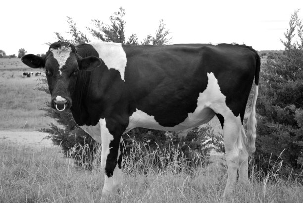 奶牛牛图片下载