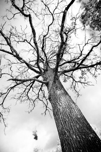 阴沉木图片下载