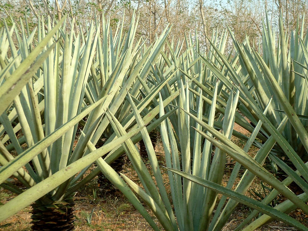 龙舌兰领域图片下载