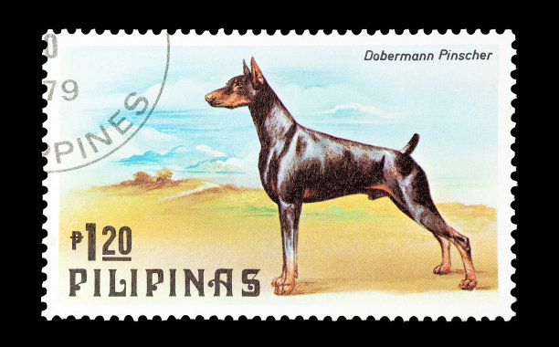 杜宾犬图片下载