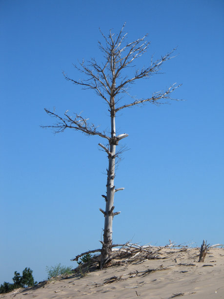 隆利树图片下载