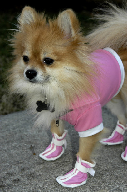 Fasi的新鞋图片下载