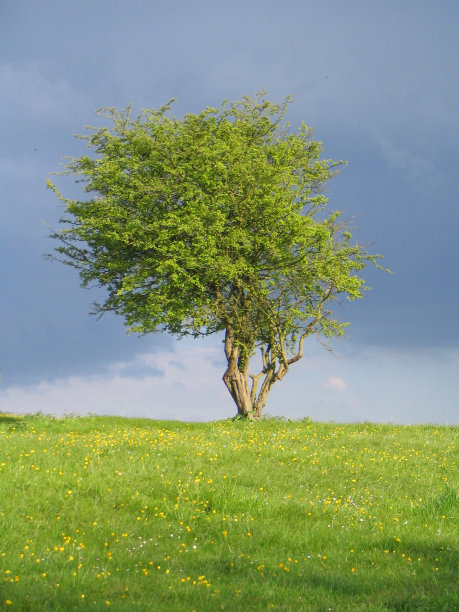 孤独的树图片下载