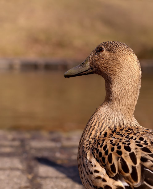 可爱的鸭子图片下载