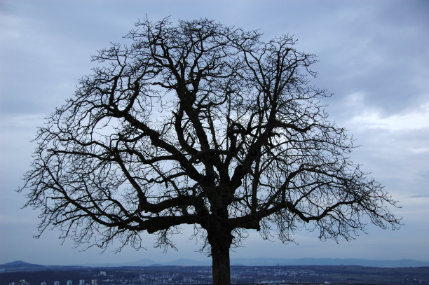 冬天的树图片下载