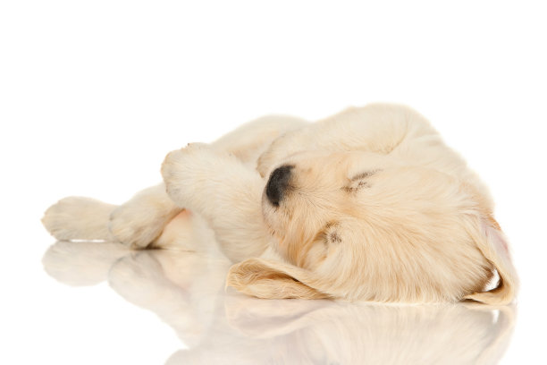 金毛小狗睡着了图片下载