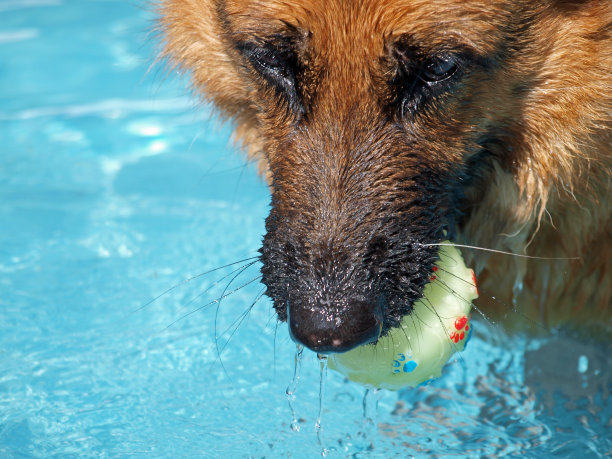 嘘?海牛在泳池图片下载