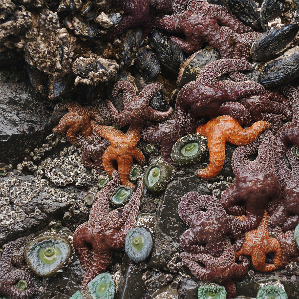 海洋生物背景图片下载