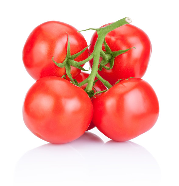 在白色背景上孤立的红色番茄的分枝图片下载