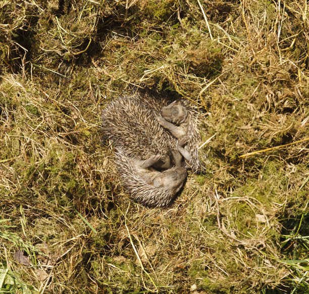 小刺猬图片下载