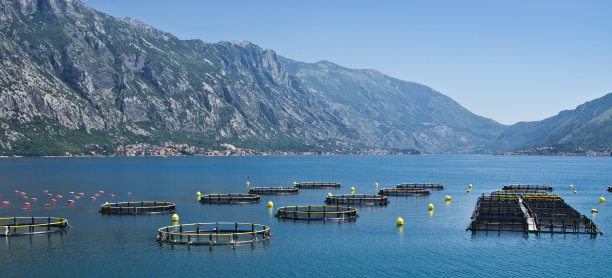 沿海鱼类养殖图片下载