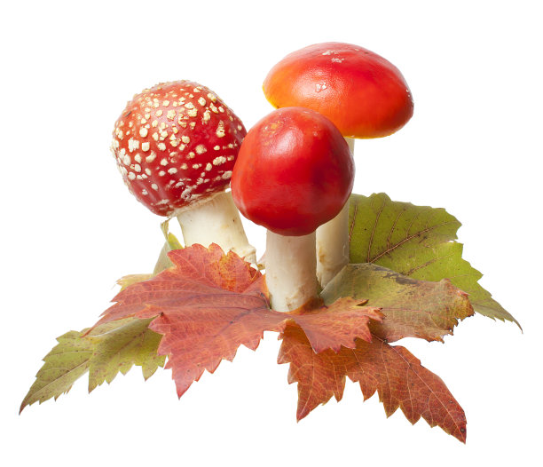 死亡帽图片下载