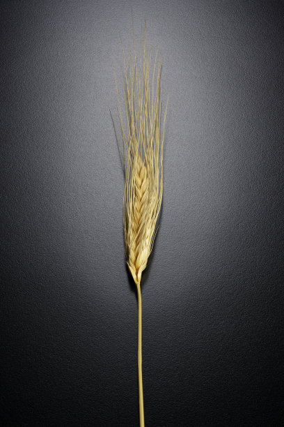 耳朵的小麦图片下载