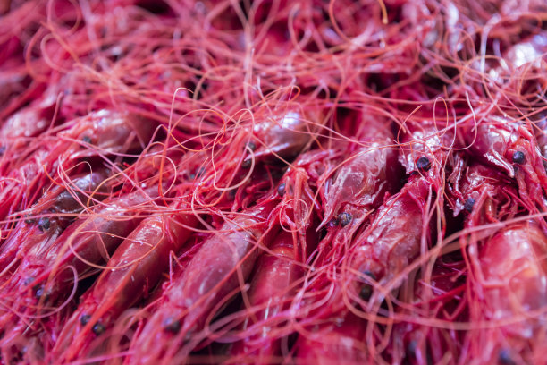 抽象的虾图片下载