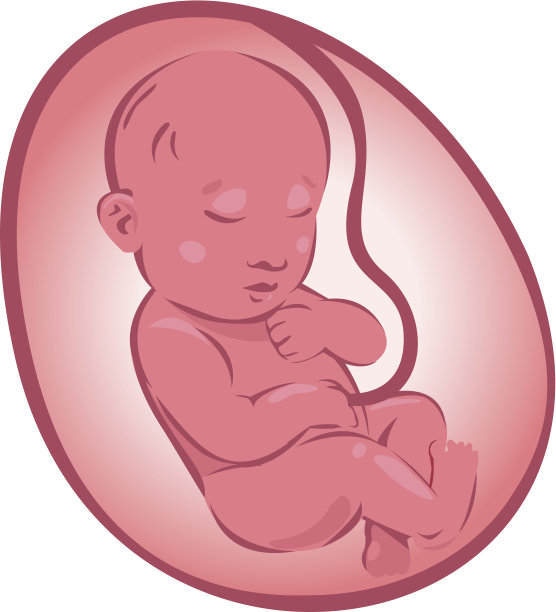 胎儿图片下载