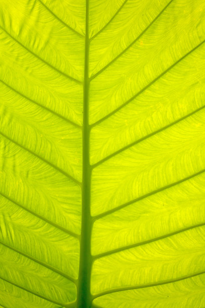 叶结构图片下载