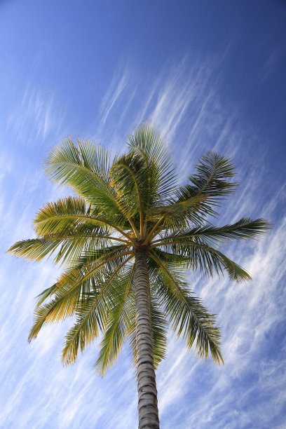 夏威夷椰子图片下载