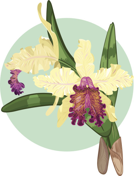 卡塔里亚·多维亚纳图片下载