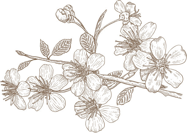 浪漫樱花图片素材ID：161637226