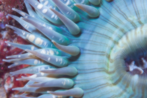 海葵，绿苏拉，细节，宏观图片图片下载