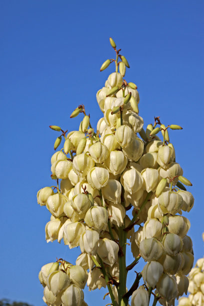 剑麻花在天空图片下载